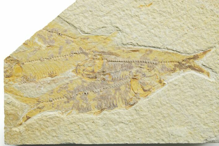 Limestone with Four Fossil Fish (Knightia) - Wyoming #363824